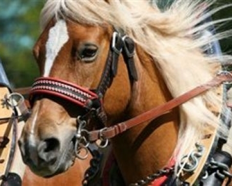 Corsa di galoppo Haflinger